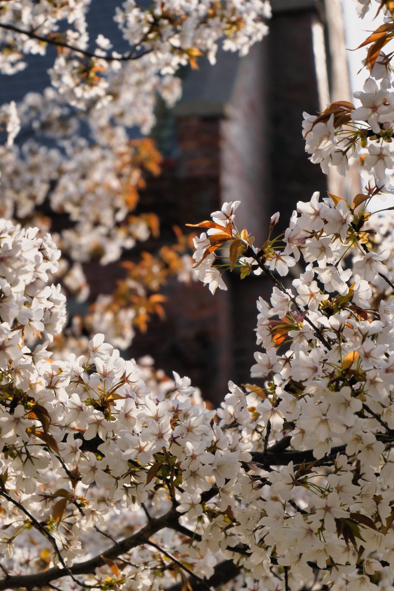 2026sakura-muto-sensei.jpg (127349)